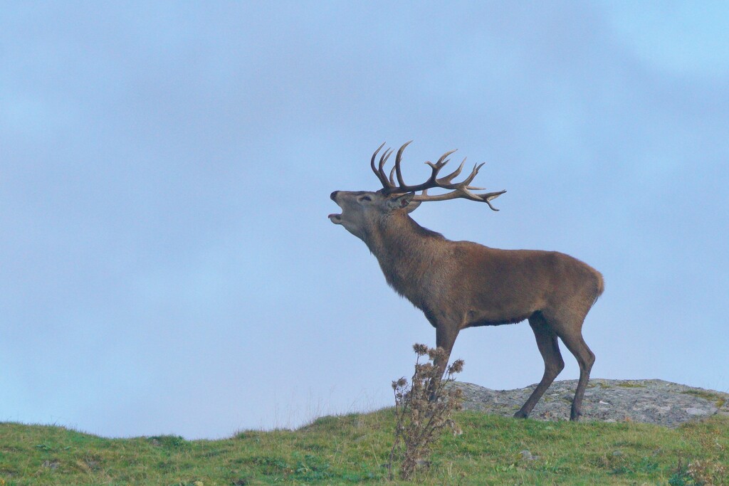 MONARCH OF THE GLEN by markp