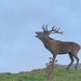 MONARCH OF THE GLEN