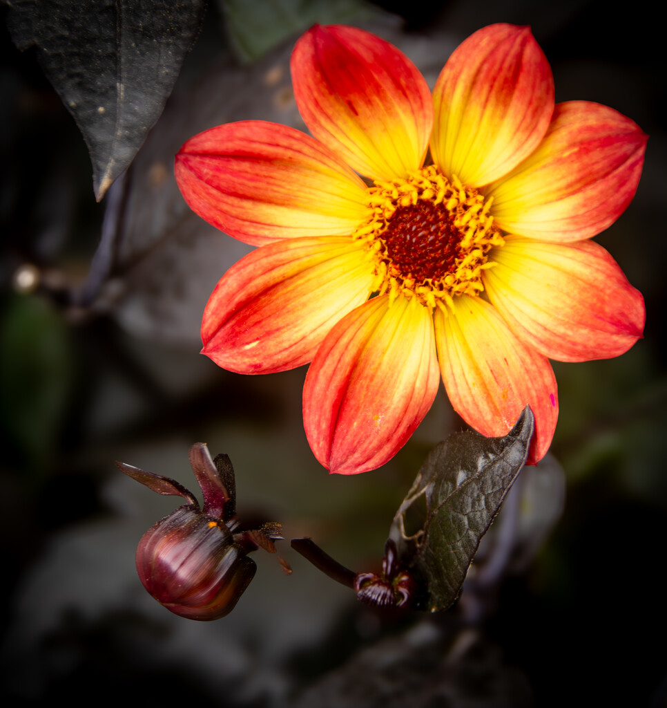 Yellowy orange flower by swillinbillyflynn