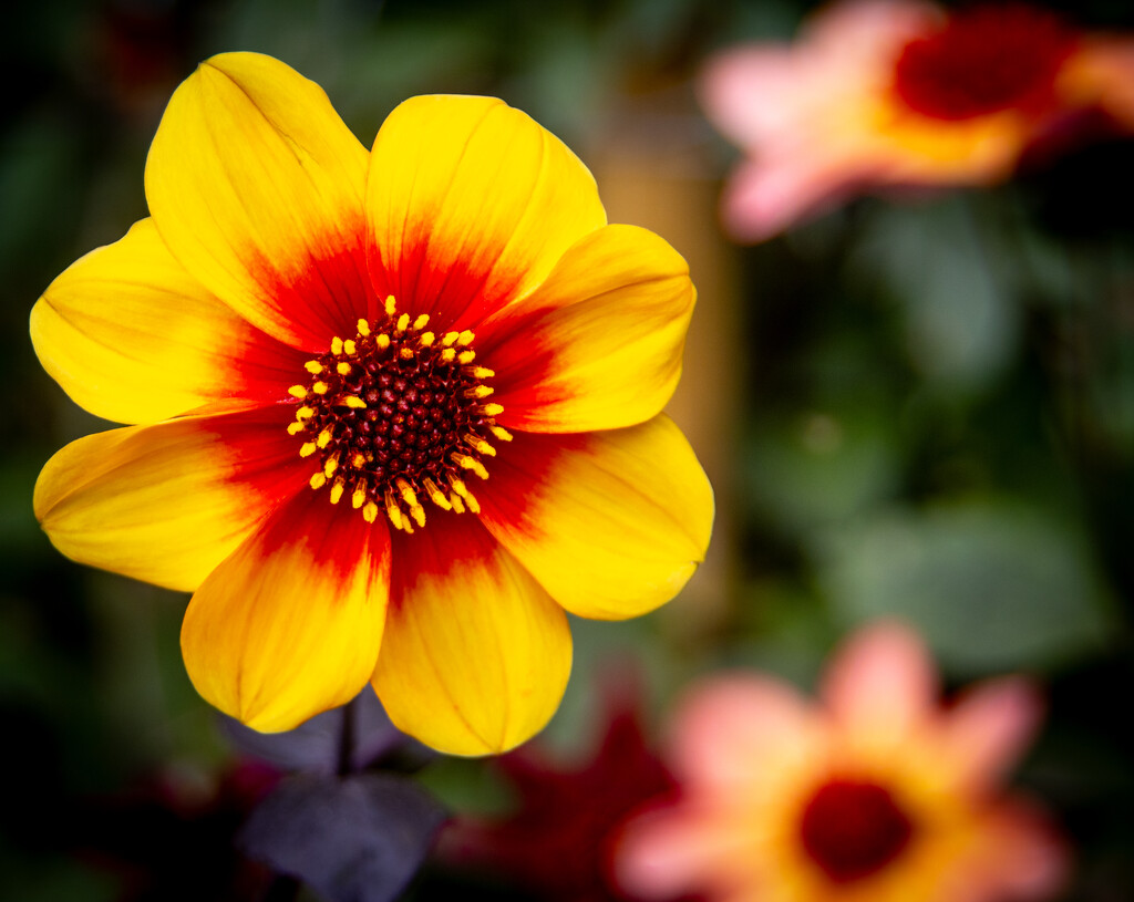 Yellowy red flower by swillinbillyflynn