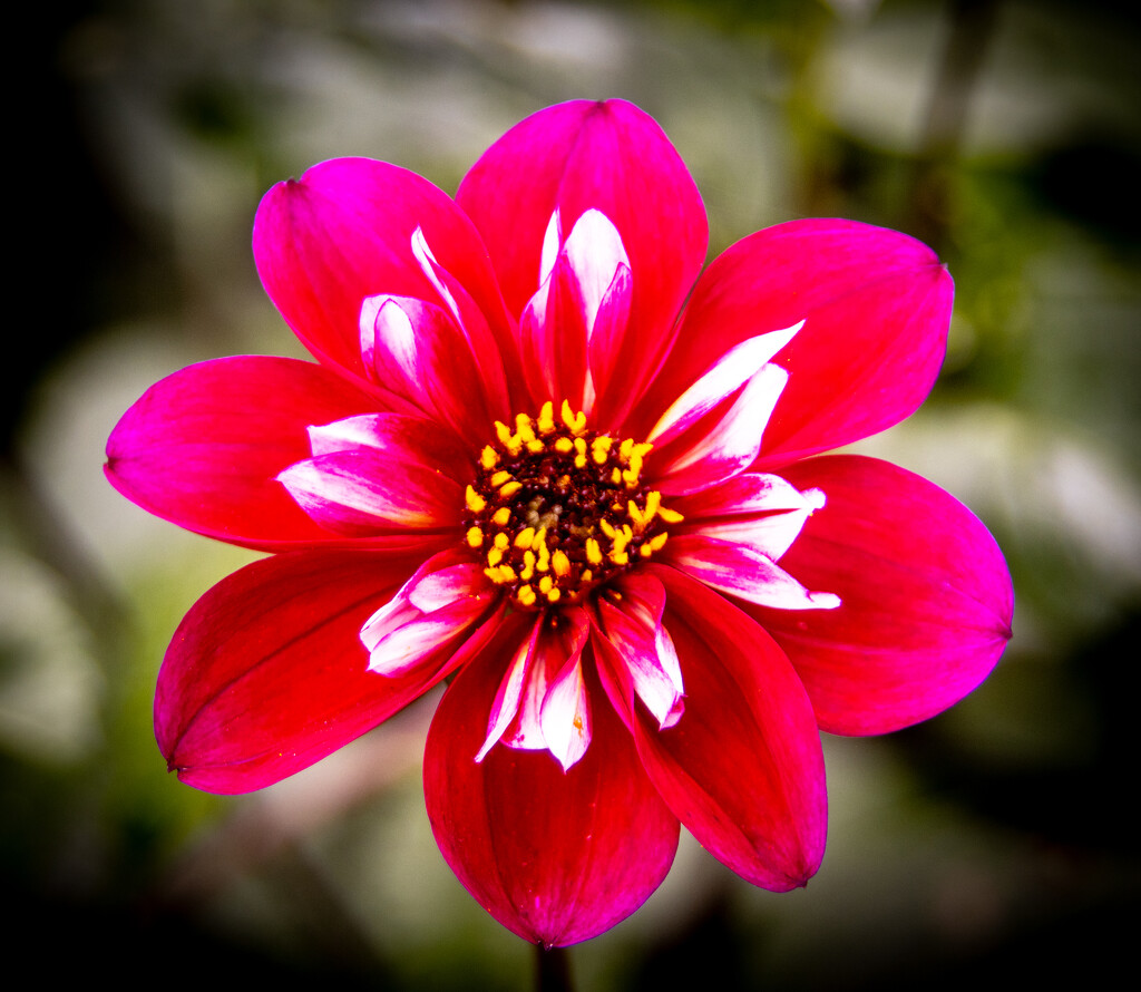 Red flower by swillinbillyflynn