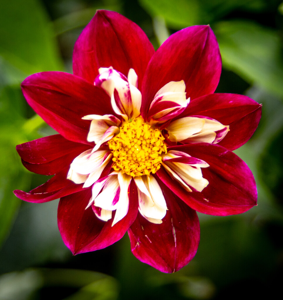 Red, white and yellow flower by swillinbillyflynn