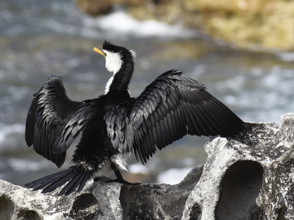 Little pied cormorant.  by johnfalconer