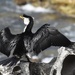 Little pied cormorant. 