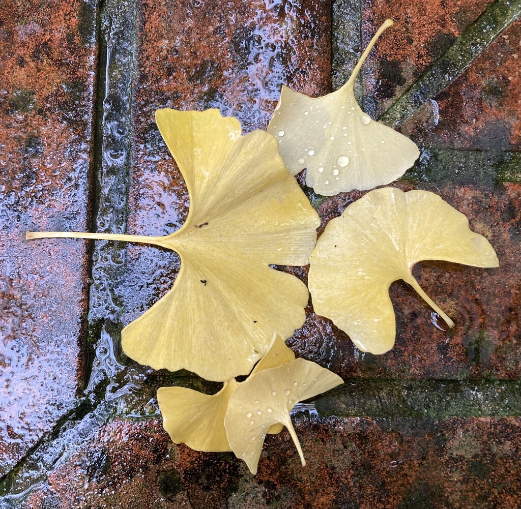 Ginkgo leaves in the rain. by illinilass