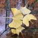 Ginkgo leaves in the rain.