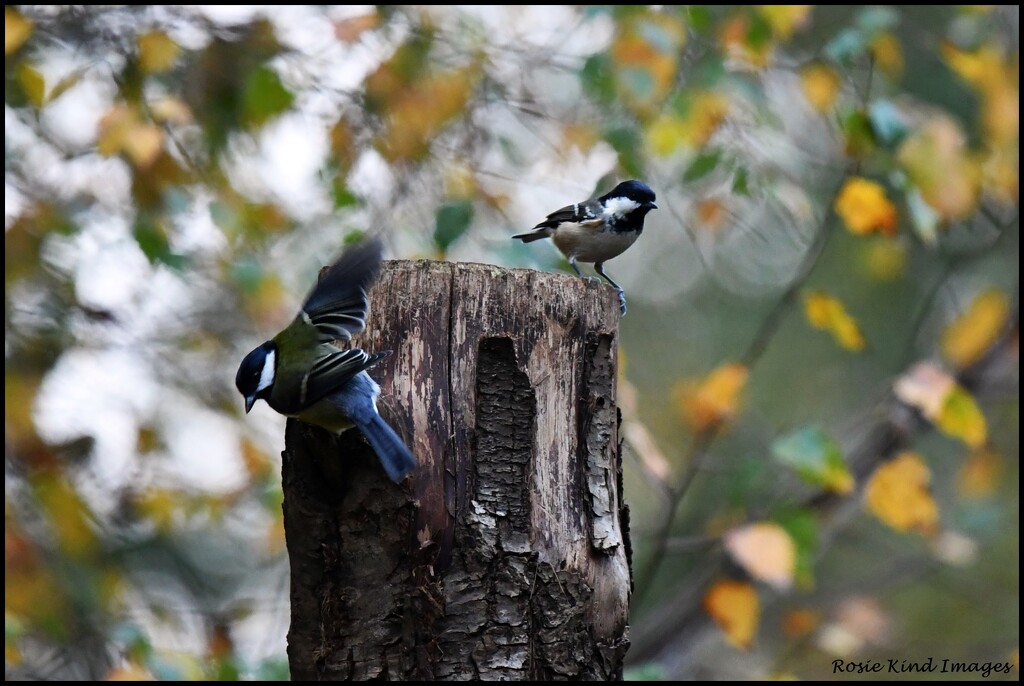 Coal tit and great tit by rosiekind