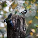 Coal tit and great tit