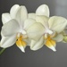 10 21 New orchid 