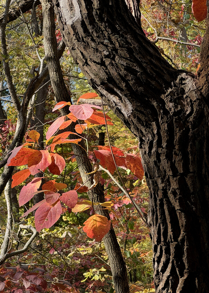 Fall Colors by lsquared