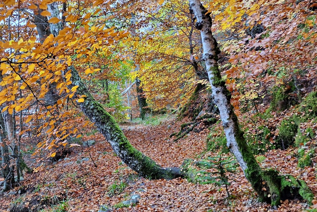 autumn path by christophercox