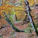 autumn path