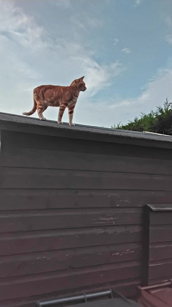 Our cat Hunter on the garden shed roof. by grace55