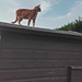 Our cat Hunter on the garden shed roof.