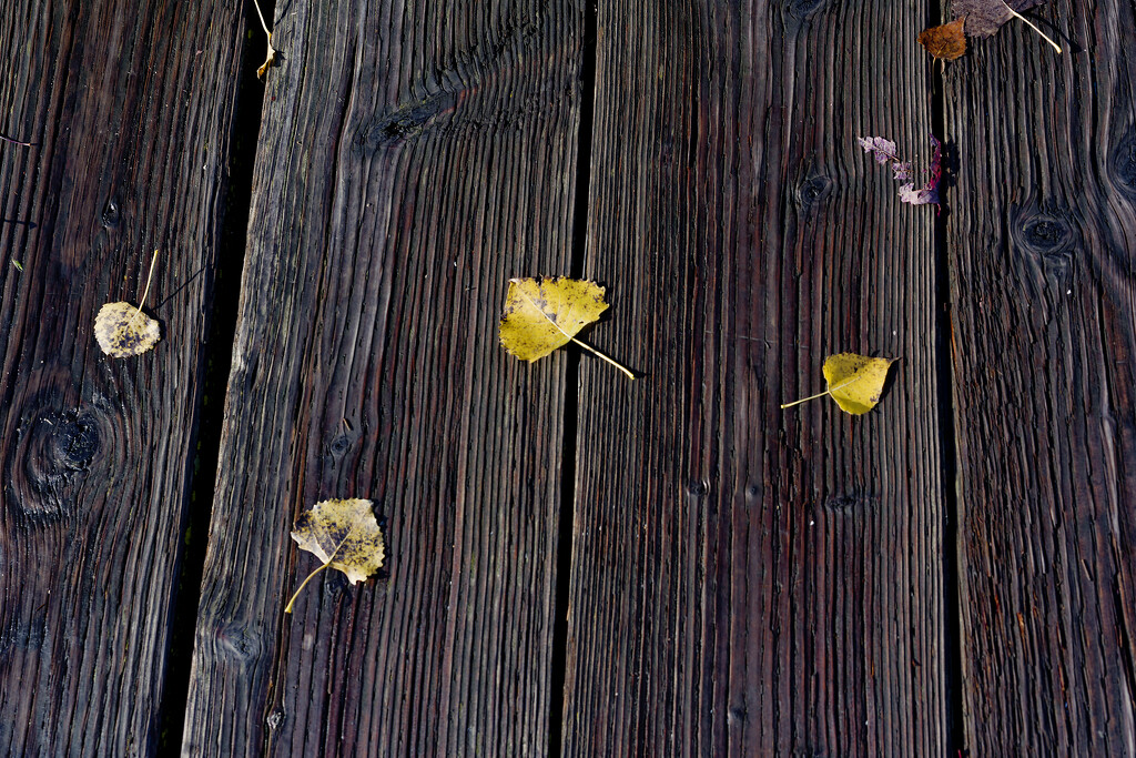 Leaves on bridge by rminer