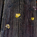 Leaves on bridge