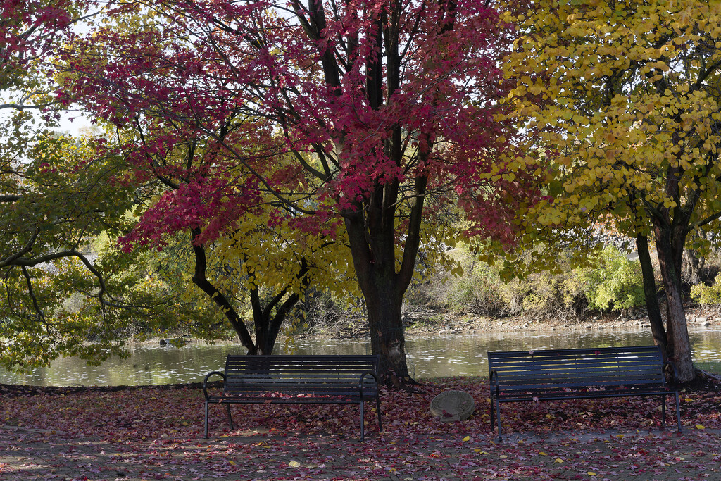 Walton benches by rminer