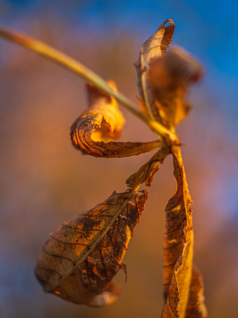 An golden autumn by haskar