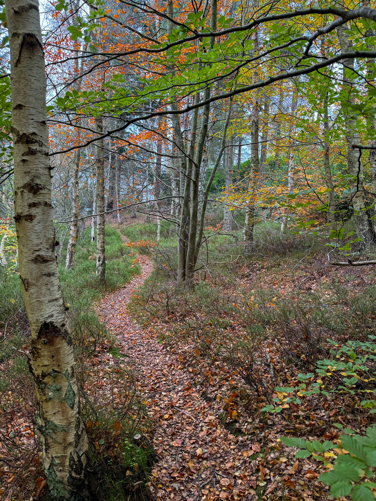 Woodland Walks by eviehill