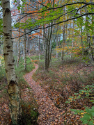 25th Oct 2024 - Woodland Walks