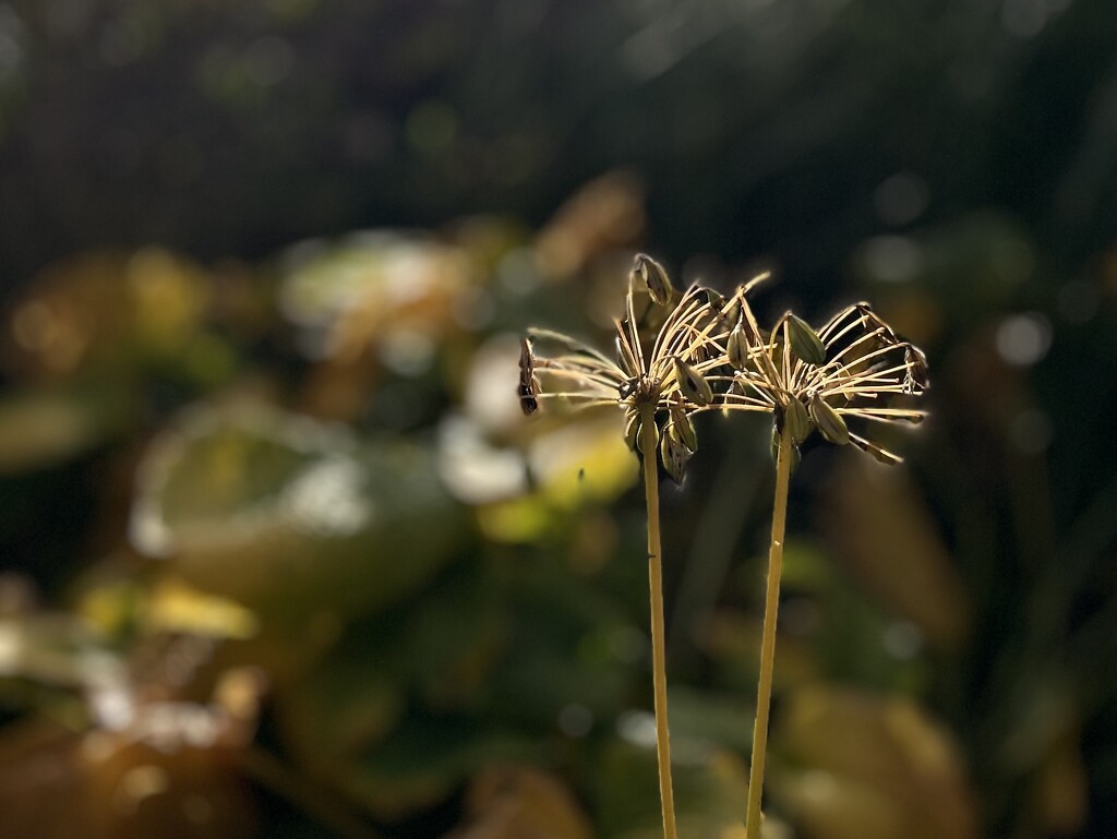 Seed Pod by phil_sandford