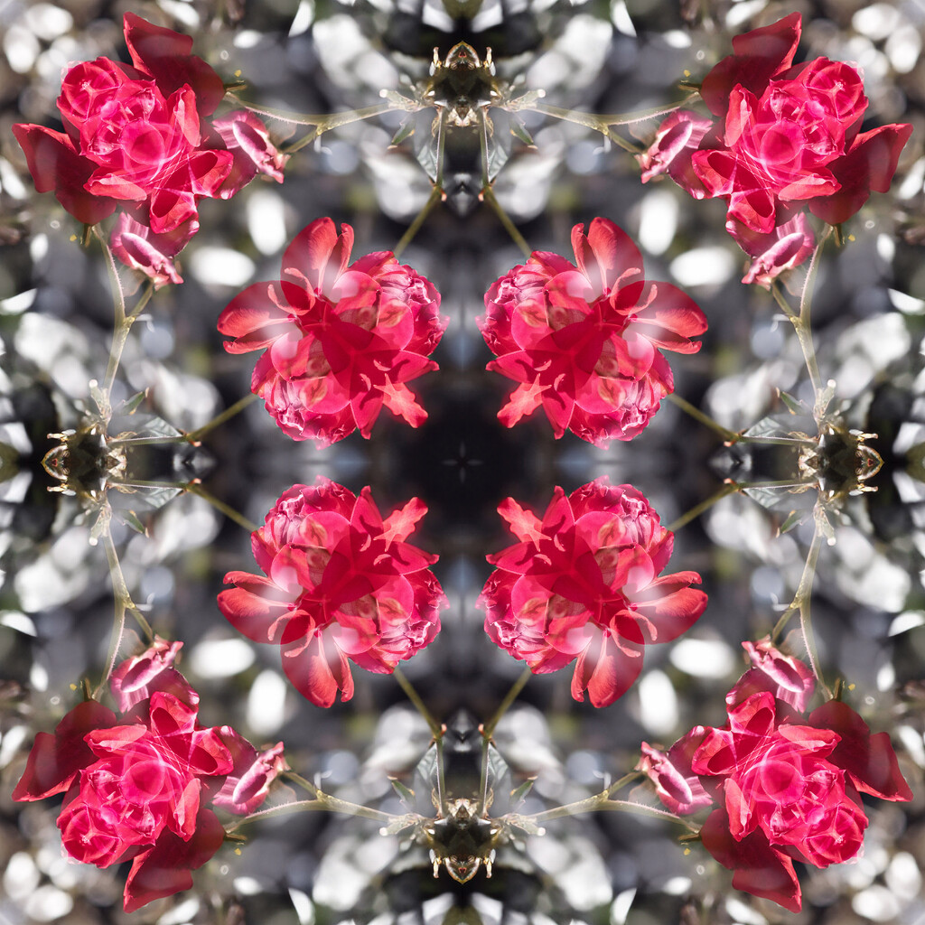 Roses Kaleidoscope by k9photo