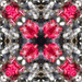 Roses Kaleidoscope