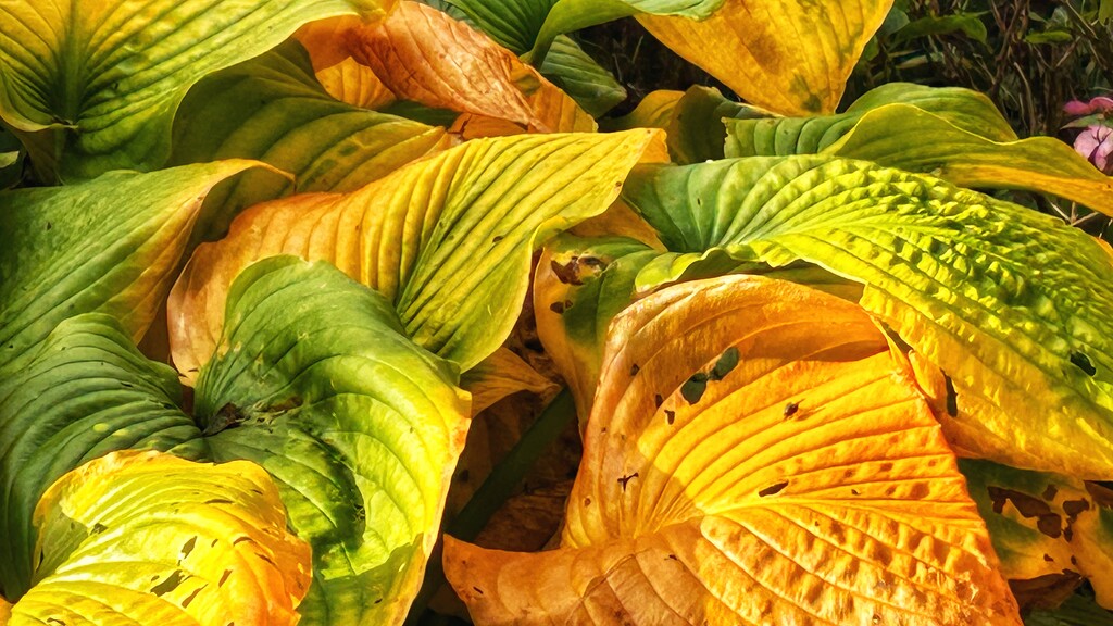 Hosta Leaves by carole_sandford