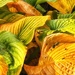 Hosta Leaves