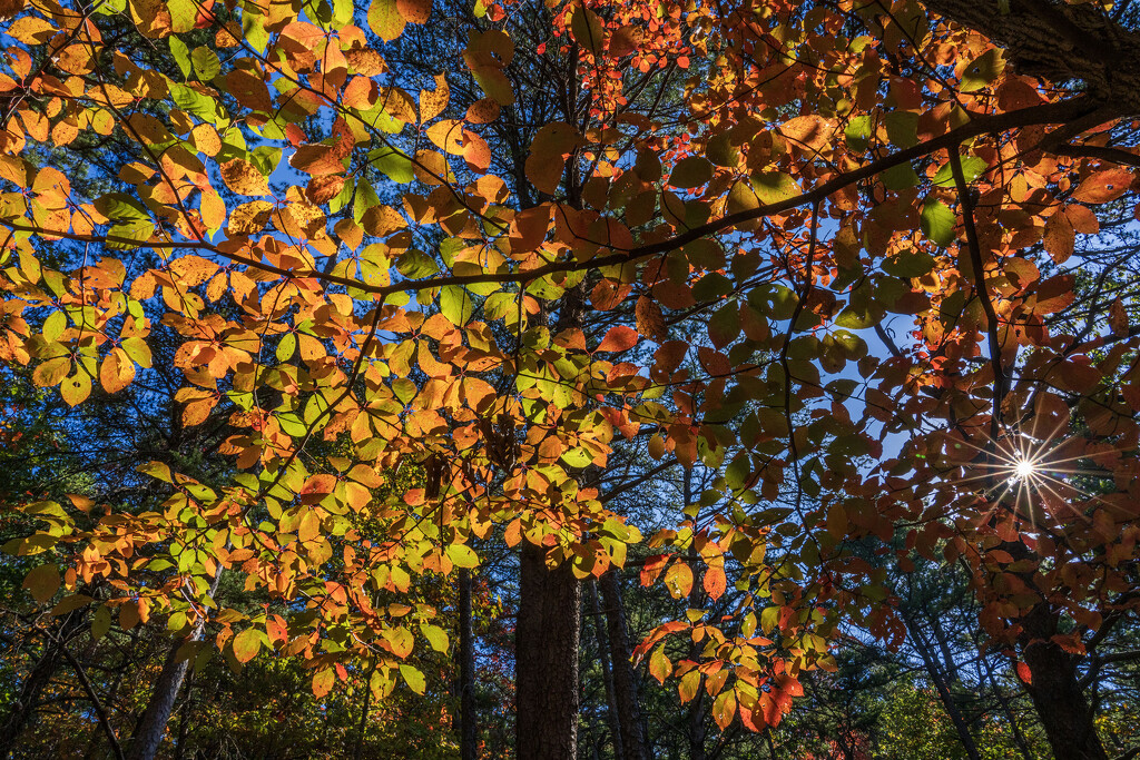 Burst of Color by kvphoto