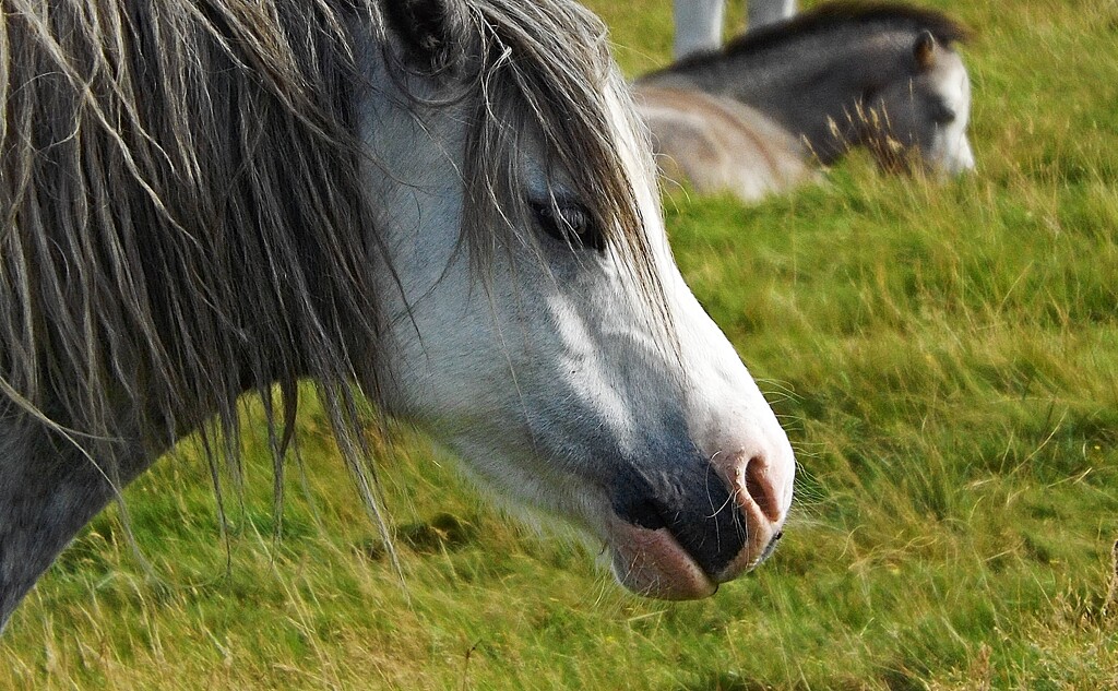 Ponies of the Preseli by ajisaac