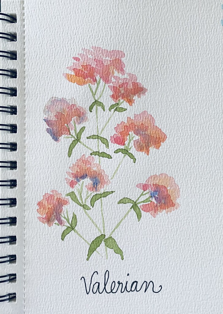 Valerian, watercolor by mtb24