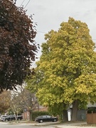 25th Oct 2024 - Contrast 