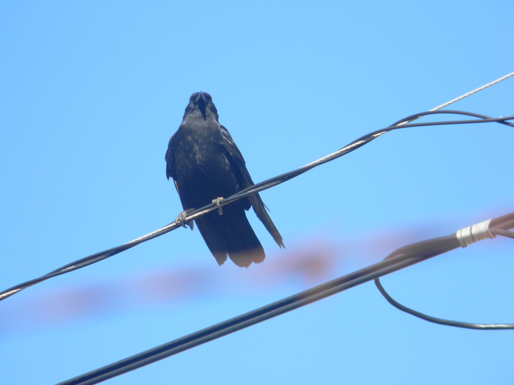 Crow Sitting on Wire  by sfeldphotos