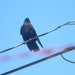 Crow Sitting on Wire 