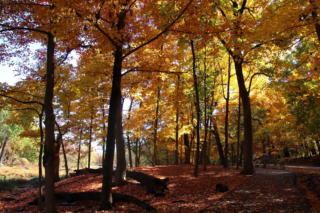 Colorful Woods by randy23