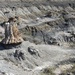 A petrified forest