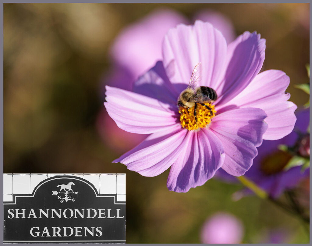 Busy as a Bee in Shannondell Gardens by hjbenson