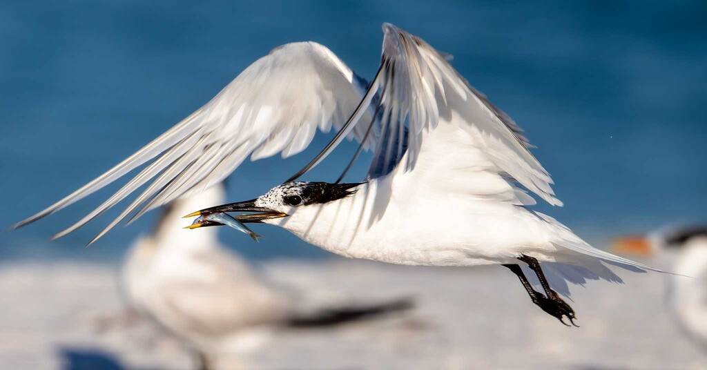 Loved the wing position! by photographycrazy