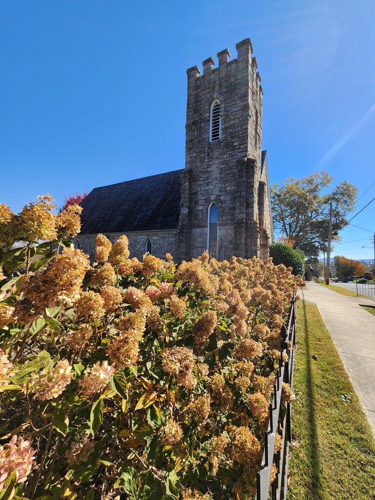 Hydrangeas in the sunshine  by randystreat