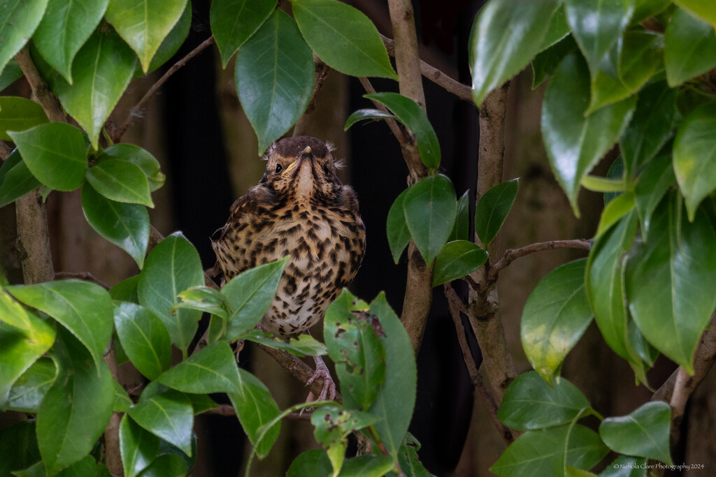 Fledgling Thrush by nickspicsnz