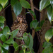 Fledgling Thrush