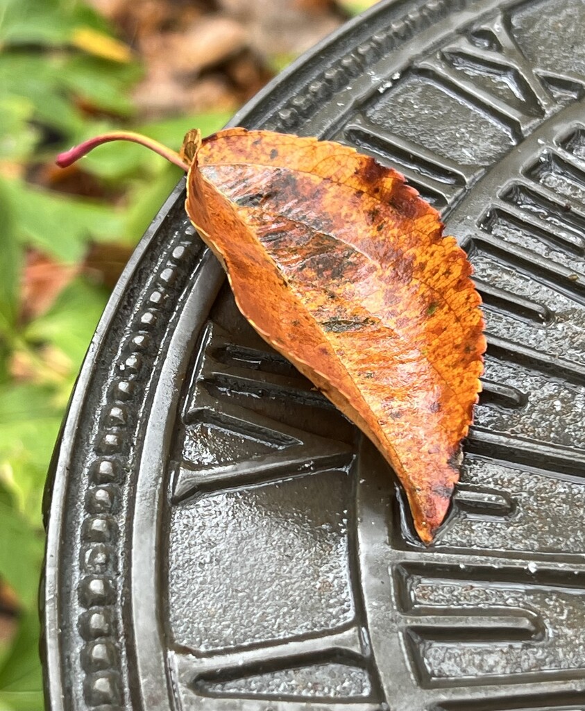 A Leaf in Time by sjgiesman