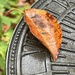 A Leaf in Time