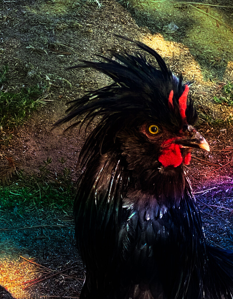 Rooster by joysfocus