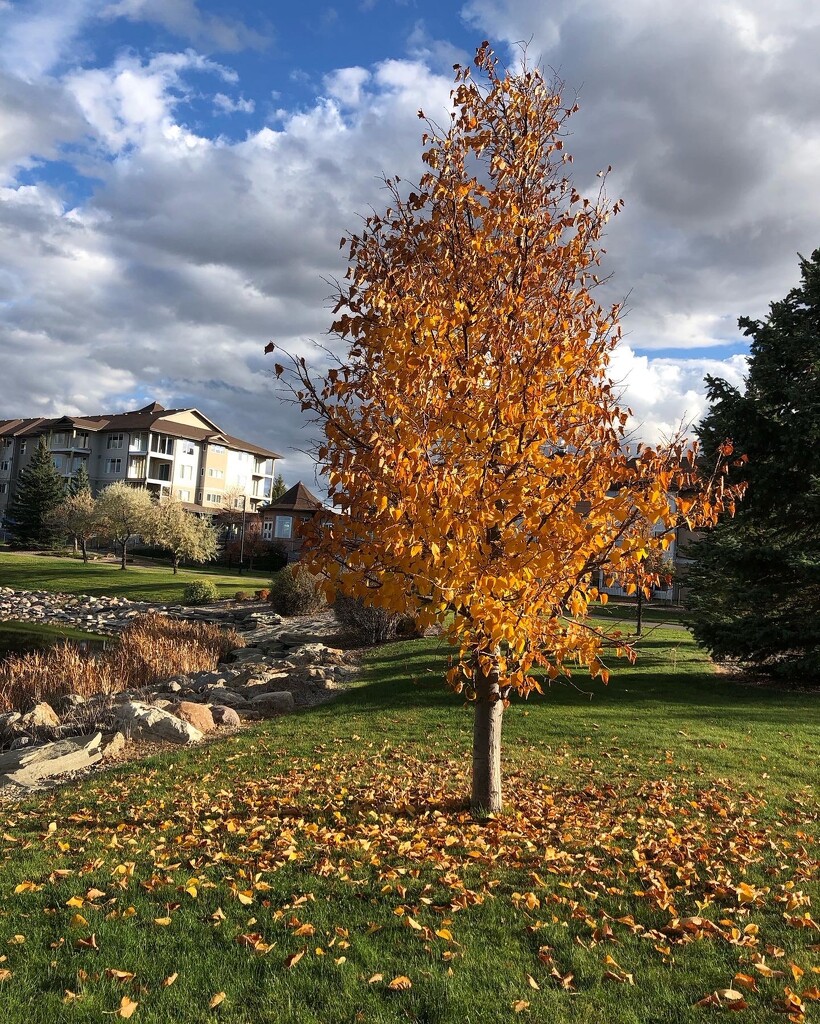 Neighbourhood Tree by dailypix