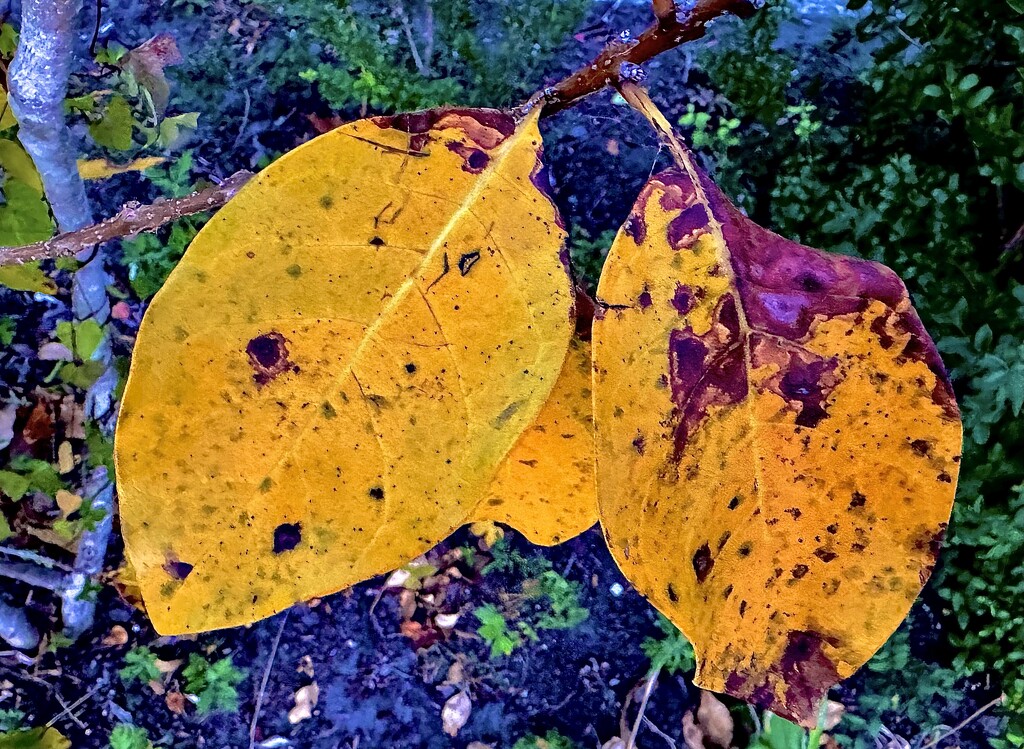 Golden Autumn leaves by congaree