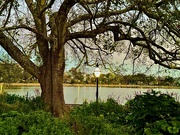 26th Oct 2024 - Colonial Lake Park