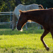 At the stable