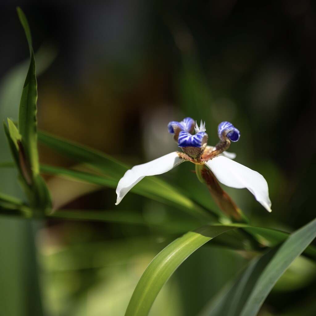 Wandering Iris by peterhamilton